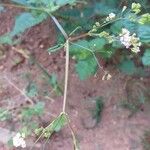 Boerhavia erecta Habit