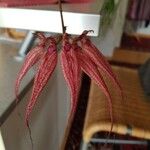 Bulbophyllum longiflorum Květ