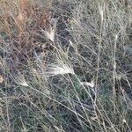 Secale sylvestre Fruto