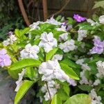 Brunfelsia pauciflora برگ