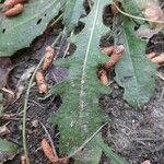 Hieracium gouanii Blatt