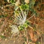 Maerua crassifolia Blüte