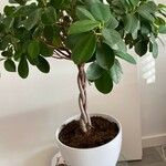 Ficus microcarpa L.f.ᱥᱟᱠᱟᱢ