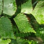 Adiantum trapeziforme Leaf