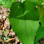 Solidago flexicaulis Leaf