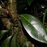 Anthurium obtusum Fruit