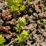 Galium pseudohelveticum 葉