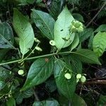 Chiococca belizensis Fruitua