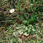 Bellis pappulosa Habit