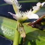 Aponogeton distachyos Fleur