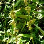 Rumex palustris Flower