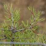 Rhamnus lycioides Blad