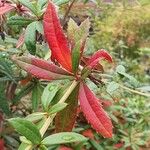 Berberis gagnepainii Blad