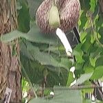 Aristolochia littoralis Blüte