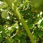 Rubus winteri Schors