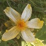 Hypericum richeri Blüte