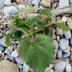 Xanthium strumarium葉