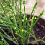 Psilotum nudum Leaf