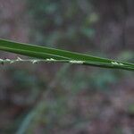 Setaria gausa Flower