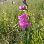 Gladiolus imbricatus Цвят