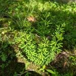 Lespedeza virginica Hoja