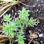 Sedum hispanicum Листок