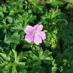 Geranium endressiiKvět