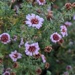 Symphyotrichum ericoides Flors