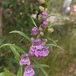 Penstemon strictus 花