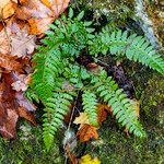 Polystichum aculeatum Likasa