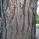 Gymnocladus dioicus Bark