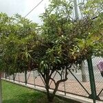 Mangifera indica 葉