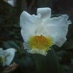 Sobralia chrysostoma Flor