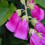 Digitalis thapsi പുഷ്പം