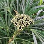 Osmoxylon lineare Fruit