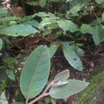 Annona ambotay Leaf