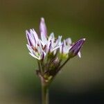 Allium moschatum Flor