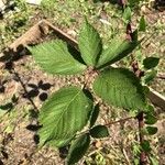 Rubus sulcatus পাতা