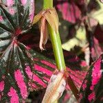 Begonia brevirimosa Плід