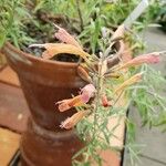 Agastache rupestris Flower