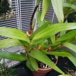 Maxillariella elatior Hoja