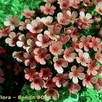 Androsace ciliata Blüte