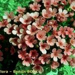 Androsace ciliata Fula