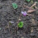 Cyclamen hederifolium Habit