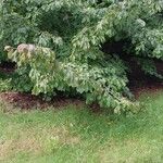 Parrotia persica Συνήθη χαρακτηριστικά