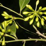 Guatteria costaricensis
