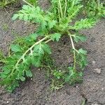 Lepidium didymum 葉