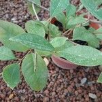 Syzygium myrtifolium Hoja