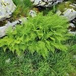 Athyrium distentifolium Blad