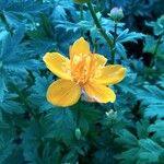 Trollius chinensis പുഷ്പം